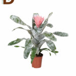 AECHMEA FASC PRIMERA 15Q 50CM 23STD - 1 ADET
