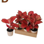 AGLAONEMA OV 12Q 35 CM / 1 ADET
