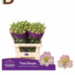 ALSTROEMERIA TRUE DREAMS 75CM 80GR / 1 DEMET - 10 ADET