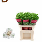 ALSTROEMERIA VIRGINIA 75CM 60GR / 1 DEMET - 10 ADET
