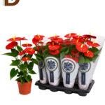 ANTHURIUM A JAMBO RED Q17 65CM 6fl / 1 ADET