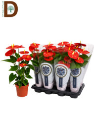 ANTHURIUM A JAMBO RED Q17 65CM 6fl / 1 ADET