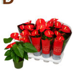 ANTHURIUM AN MADURAL Q14 55CM 5fl / 1 ADET