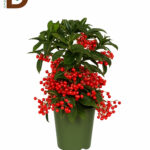 ARDISIA CRENATA 14Q 35CM 44std / 1 ADET