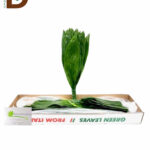 ASPIDISTRA ELATIOR / SALON YAPRAĞI / 1 BAĞ