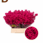 CHAMELAUCIUM ERICA 70CM / 1 BAĞ - 25 ADET