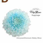 CHRYSANTHEMUM G BABY BLUE 75CM / 1 DEMET - 10 ADET