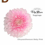 CHRYSANTHEMUM G BABY PINK 75CM / 1 DEMET -10 ADET