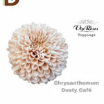 CHRYSANTHEMUM G DUSTY CAFE 75CM / 10 ADET
