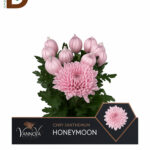 CHRYSANTHEMUM G HONEYMOON 70CM 95GR / ANASTASYA / 10 ADET