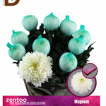 CHRYSANTHEMUM G MAGNUM 75CM 115GR / BEYAZ ANASTASYA / 10 ADET - 1 DEMET