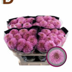 CHRYSANTHEMUM G PLAYTIME 70CM 85GR / ANASTASYA / 10 ADET
