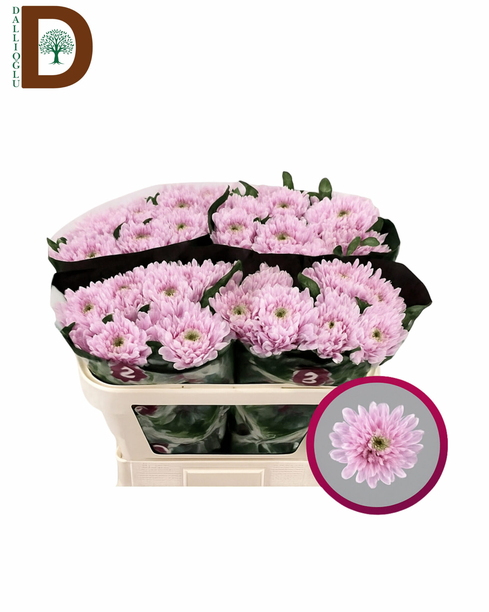 CHRYSANTHEMUM G ROSSANO 70CM 95GR CHRYSANTHEMUM G ROSSANO 70CM 95GR / ANASTASYA / 10 ADET - Görsel 1