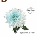 CHRYSANTHEMUM G SPIDER BLUE 75CM / 10 ADET