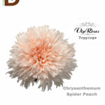 CHRYSANTHEMUM G SPIDER PEACH 75CM / 1 DEMET - 10 ADET