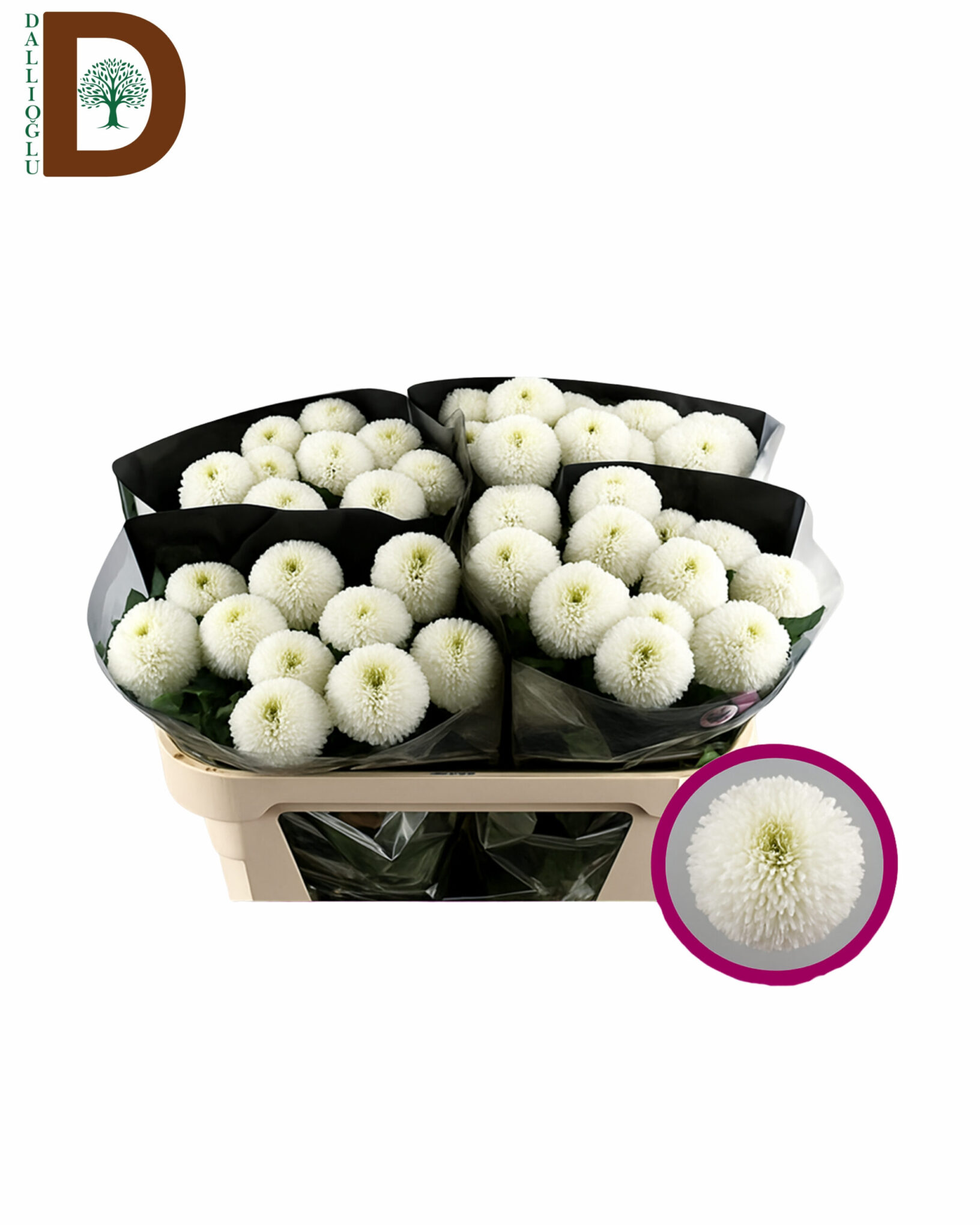 CHRYSANTHEMUM G SUPERBOWL 70CM 95GR CHRYSANTHEMUM G SUPERBOWL 70CM 95GR / ANASTASYA / 10 ADET - Görsel 1