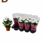 CHRYSANTHEMUM G SUPERNOVA WHITE 13Q 33CM 33STD / 1 ADET