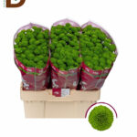 CHRYSANTHEMUM S AAA PEPTALK 55CM / 1 BALYA