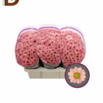 CHRYSANTHEMUM S BABETTE 55CM 100GR / BALYA