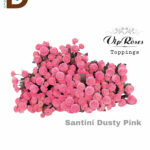 CHRYSANTHEMUM S DUSTY PINK 55CM / BALYA
