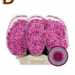 CHRYSANTHEMUM S KISMO PINK 55CM 120GR / 1 BALYA