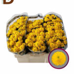 CHRYSANTHEMUM SAN AURINKO 55CM 150GR / BALYA