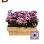 CHRYSANTHEMUM S YIN YANG PINK 55CM / BALYA