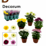 CHRYSANTHEMUM G SUPERNOVA MIX 13Q 33CM 33STD / 1 ADET