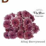 CHRYSANTHEMUM T ALTAJ BERRYWOOD / 1 DEMET