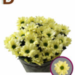 CHRYSANTHEMUM T CHIC CREAM 70CM 95GR / 1 DEMET