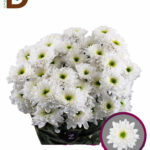 CHRYSANTHEMUM T COMMANDER 70CM 100GR / 1 DEMET
