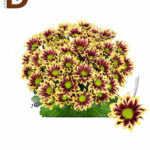 CHRYSANTHEMUM T HAYDAR YELLOW 70CM  / 1 DEMET