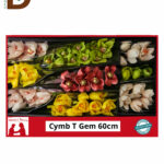 CYMBIDIUM GEM TAK 70CM 11Fl / 1 ADET