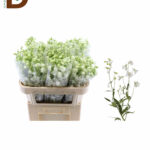 DELPHINIUM EN MAG BIANCA 70CM / 10 ADET