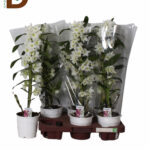 DENDROBIUM HYBRID NOBILEE 12Q 45CM 2Br 23std / DENDROBİUM ORKİDE / 1 ADET