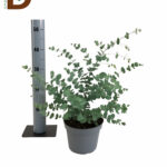 EUCALYPTUS CINEREA 17Q 50CM / SAKSI OKALİPTUS / 1 ADET