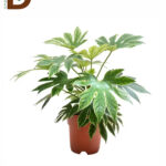 FATSIA VARIEGATA 17Q 65CM / FATSİA / 1 ADET