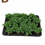 FITTONIA MIX 7 SRT 508Q 12CM / FITTONIA / 1 ADET