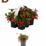 GAULTHERIA PRO BIG BERRY 11Q 16CM 34STD / 1 ADET