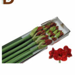 HIPPEASTRUM ST FERRARI 75CM / 1 KUTU - 15 ADET