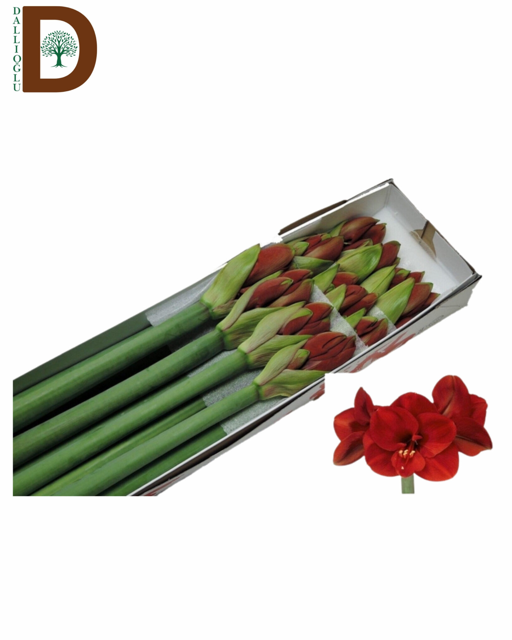 HIPPEASTRUM ST FERRARI 75CM HIPPEASTRUM ST FERRARI 75CM / 1 KUTU - 15 ADET - Görsel 1