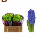 HYACINTHUS BLUE FUTURE / MAVİ SÜMBÜL / BALYA - 25 ADET