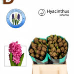 HYACINTHUS JOHANNA / PEMBE SÜMBÜL / BALYA - 25 ADET