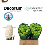 HYACINTHUS TOP WHITE / BEYAZ SÜMBÜL / BALYA - 25 ADET