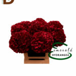 HYDRANGEA M MAG RUBRYE CL 60CM 24Q / KIRMIZI ORTANCA / 5 ADET