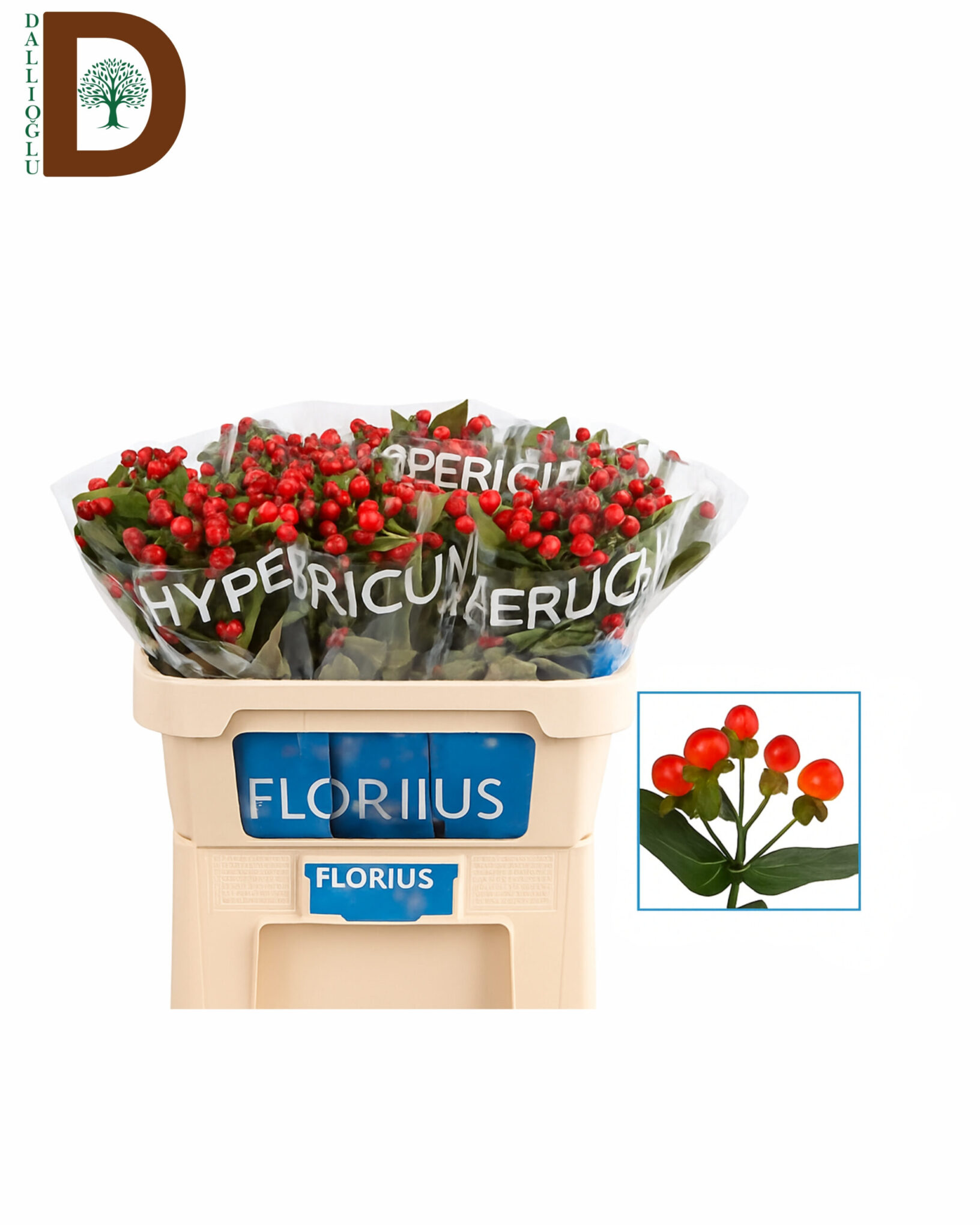 HYPERICUM COCO TANGO 50CM HYPERICUM COCO TANGO 60CM / 1 DEMET - 10 ADET - Görsel 1