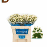 HYPERICUM COCO UNO 50CM / 1 DEMET - 10 ADET