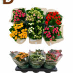 KALANCHOE BL RFL MIX 3 KL 15Q 27CM 12STD / ORTA BOY İTHAL KALANCHOE / 1 ADET