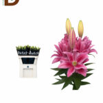 LILIUM OR DU RL VIOLA 90CM 45Fl / LİLYUM / 10 ADET