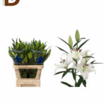 LILIUM OR SANTANDER 85CM 55Fl / LİLYUM / 10 ADET